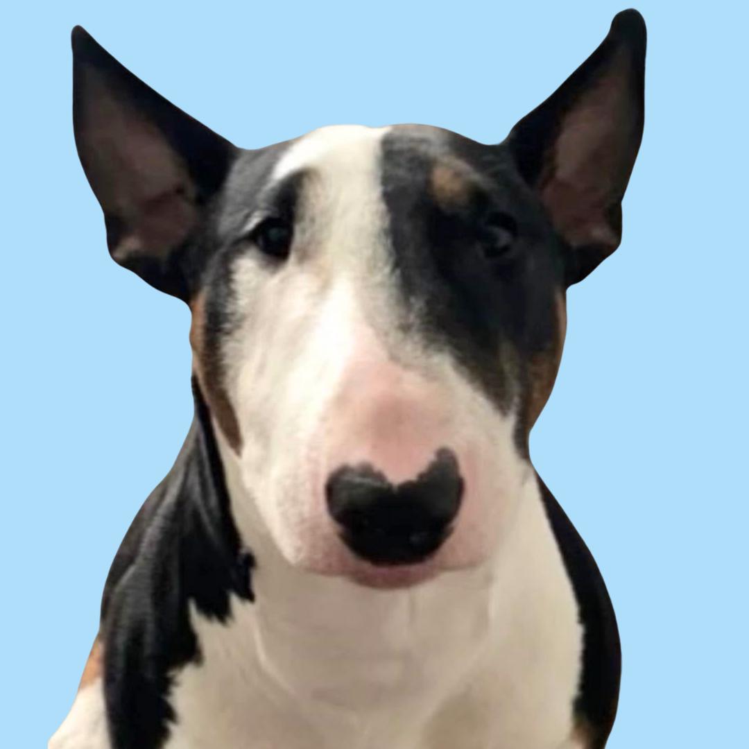 Enlarge Calvin, a ADOPTABLE Bull Terrier in Normal, IL image 2/6
