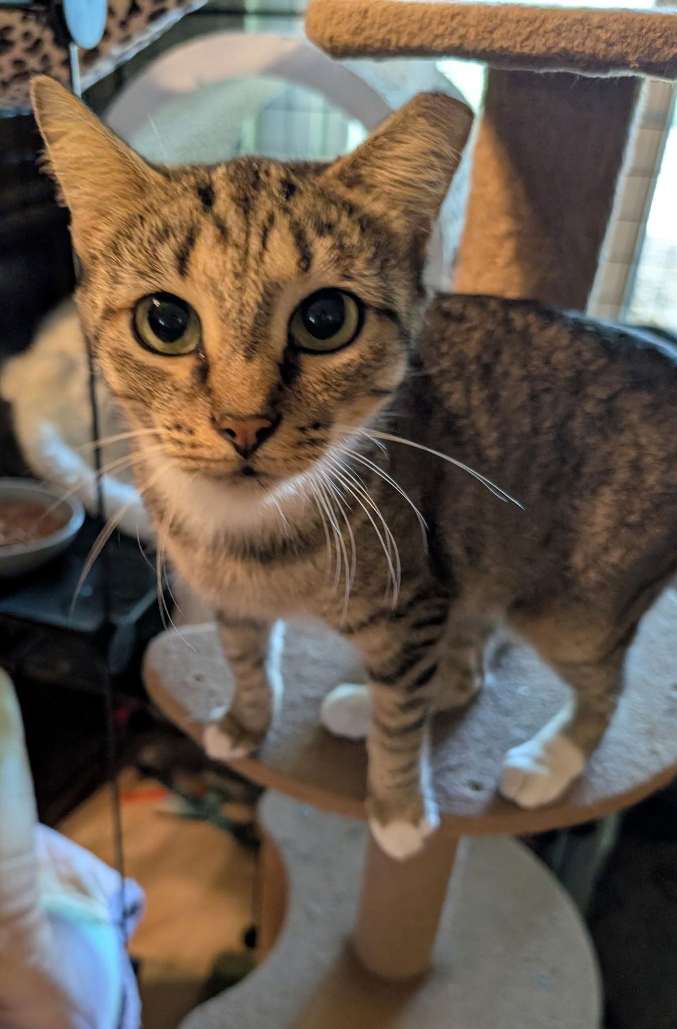 Andromeda, Adoptable, Adult Female Domestic Short Hair.