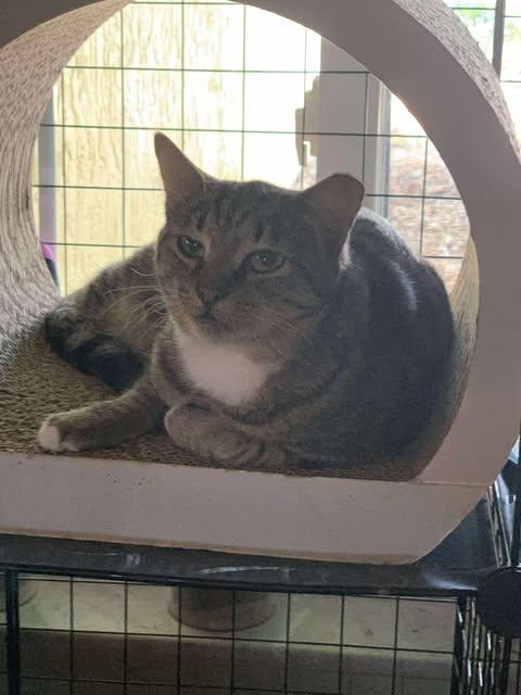 Enlarge Andromeda, a Adoptable Domestic Short Hair in Oviedo, FL image 2/3