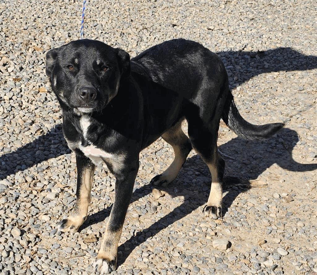 Ramona, Adoptable, Young Female Australian Cattle Dog / Blue Heeler.