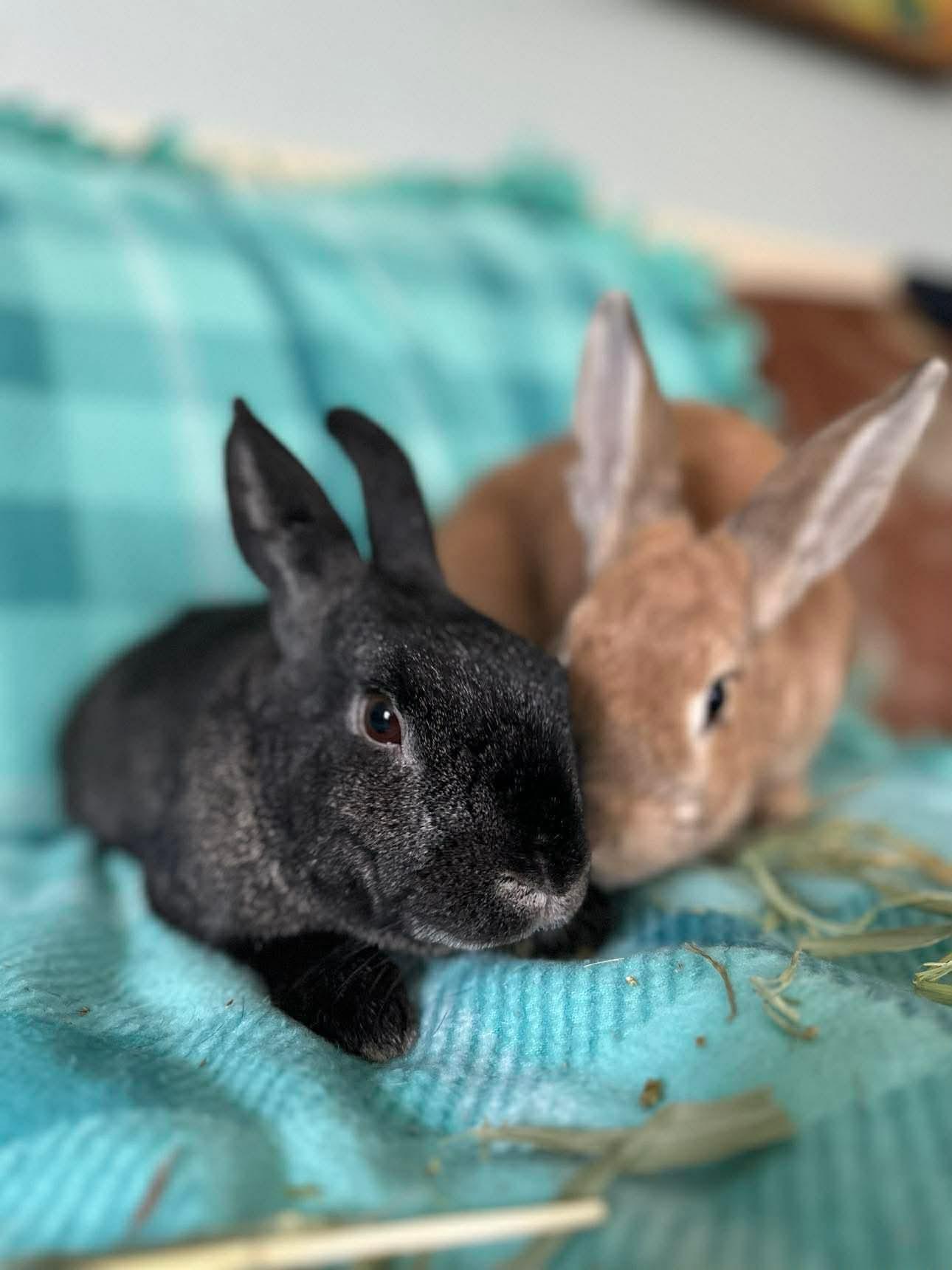 Maple (bonded to Gibson), an adopted Bunny Rabbit in Portland, ME image 4/6