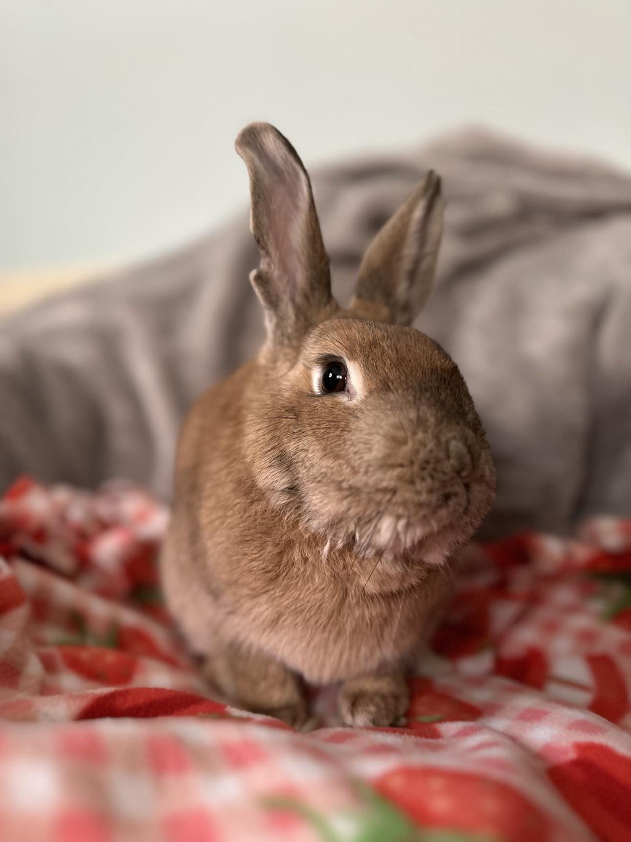 Maple (bonded to Gibson), an adopted Bunny Rabbit in Portland, ME image 6/6