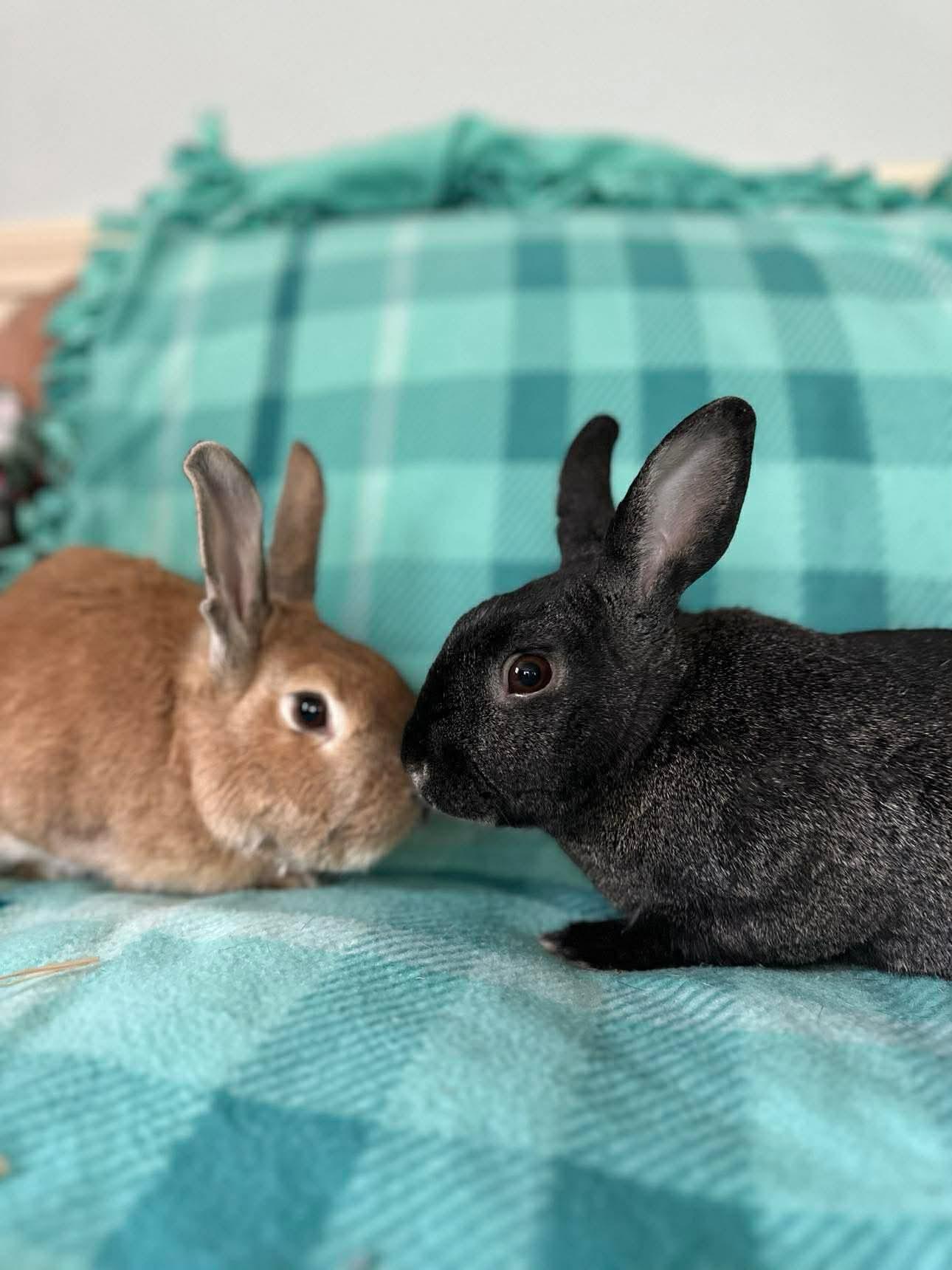 Maple (bonded to Gibson), an adopted Bunny Rabbit in Portland, ME image 2/6