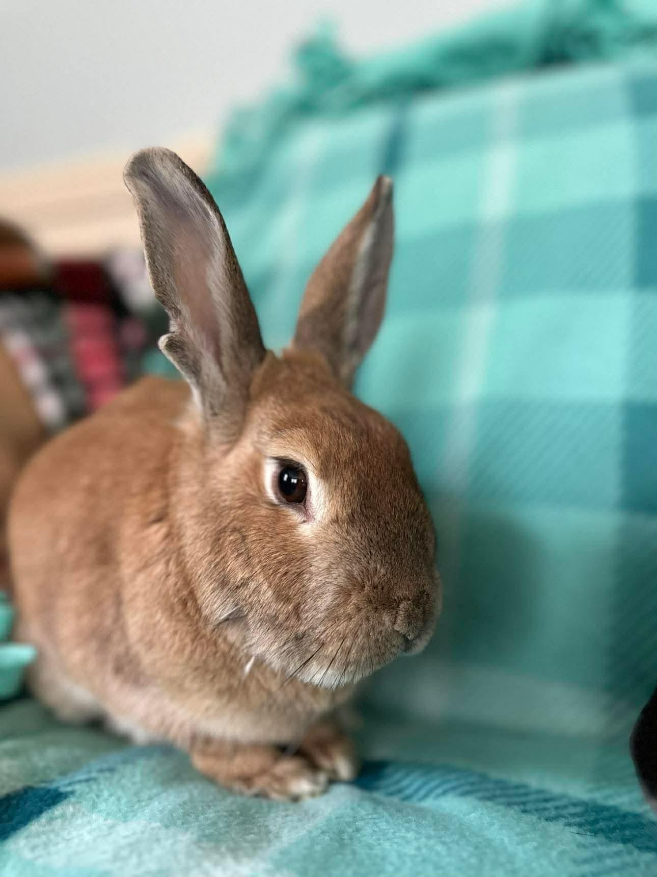Maple (bonded to Gibson), an adopted Bunny Rabbit in Portland, ME image 3/6