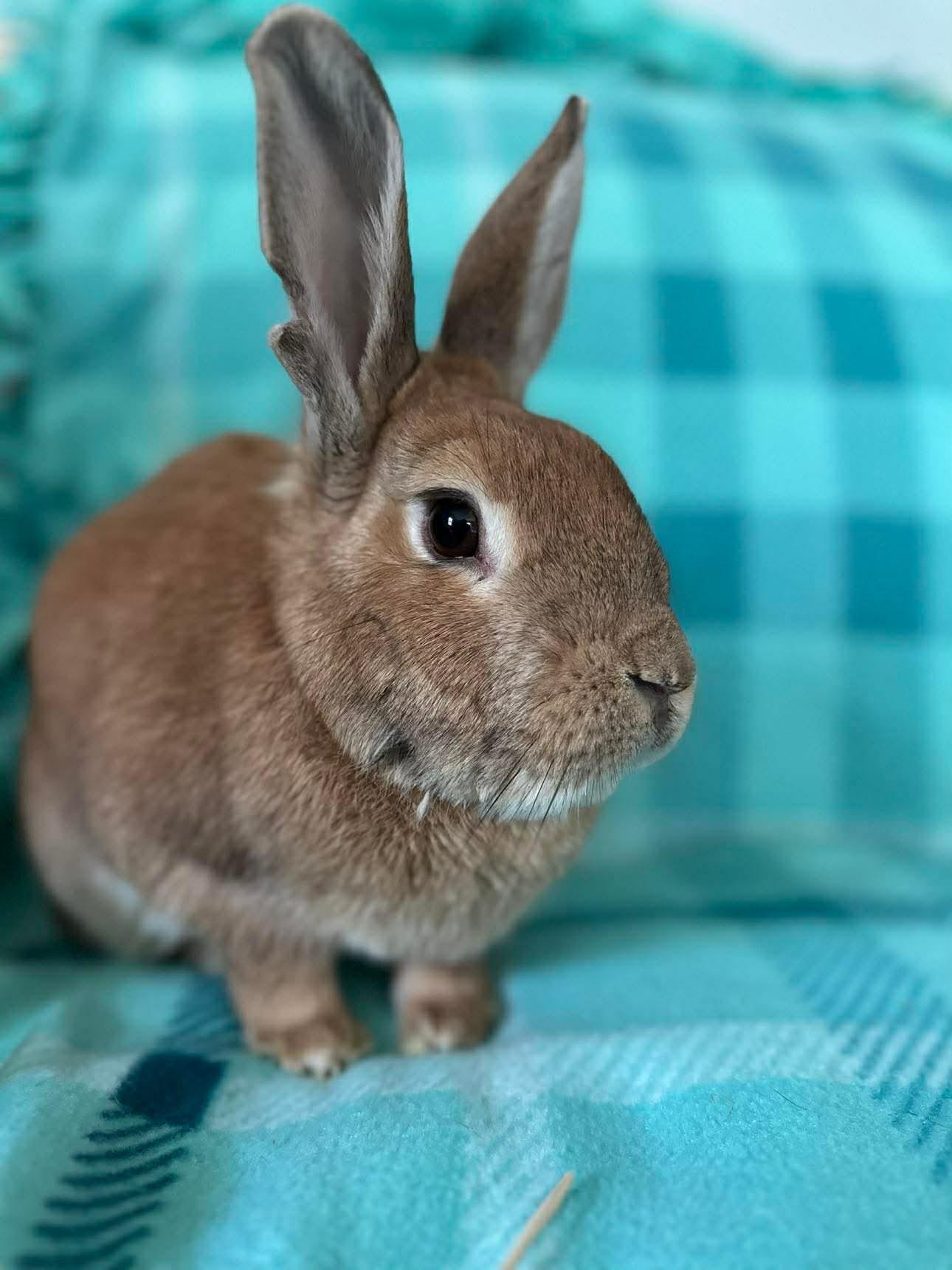 Maple (bonded to Gibson), an adopted Bunny Rabbit in Portland, ME image 1/6