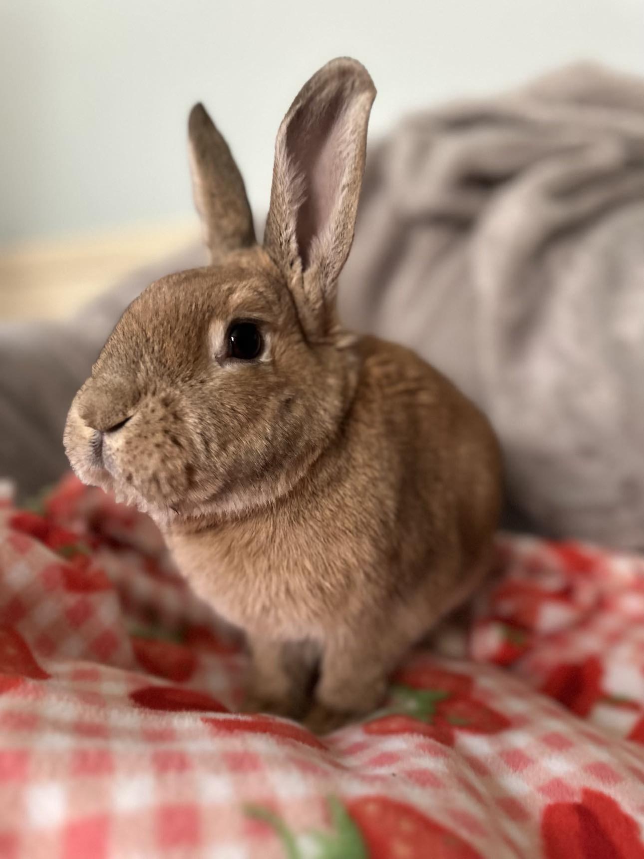 Maple (bonded to Gibson), an adopted Bunny Rabbit in Portland, ME image 5/6