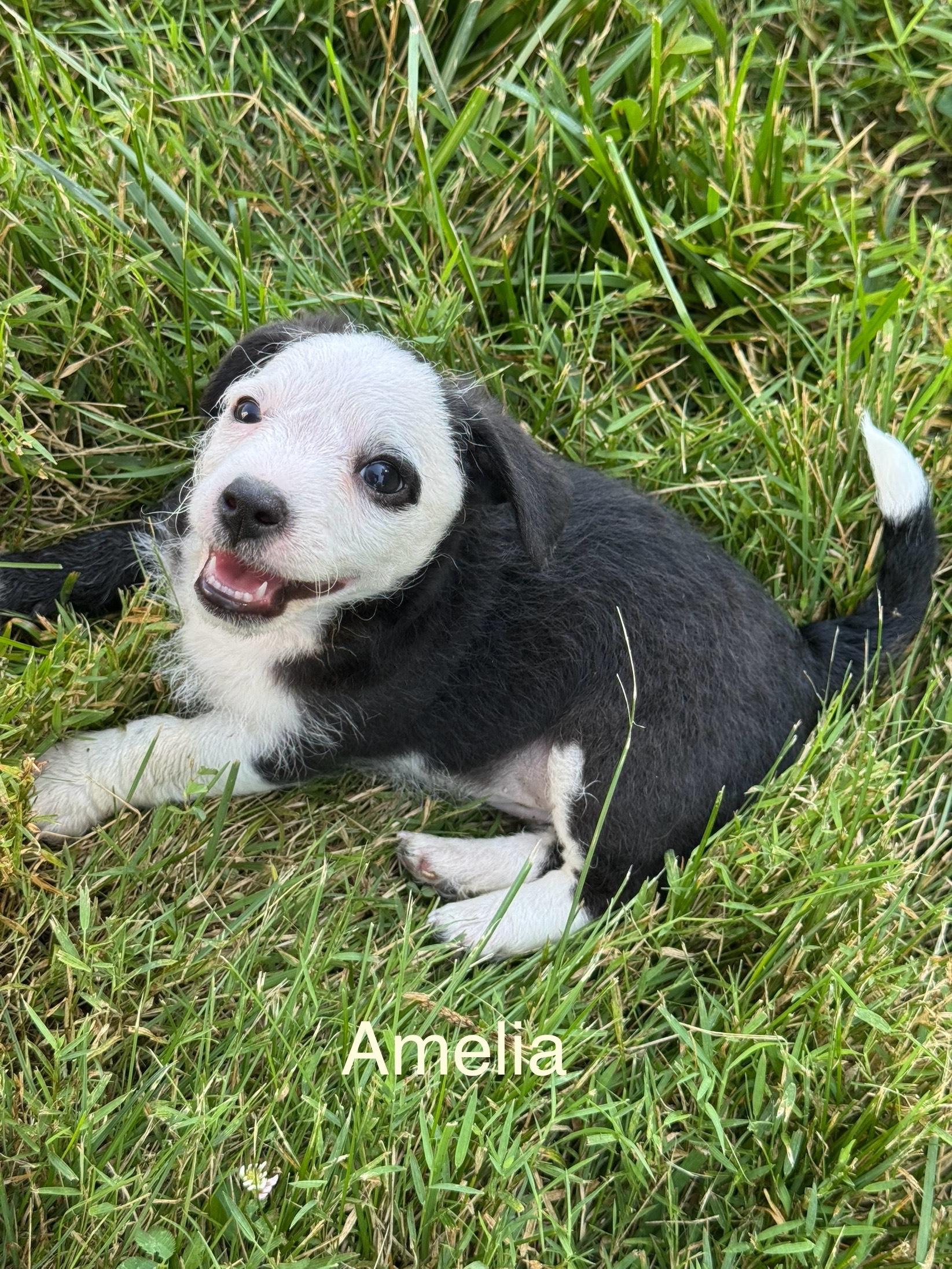 Amelia