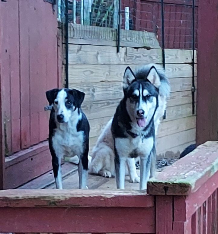 Enlarge Sally Mae, a Adoptable Border Collie in Ellijay, GA image 1/12
