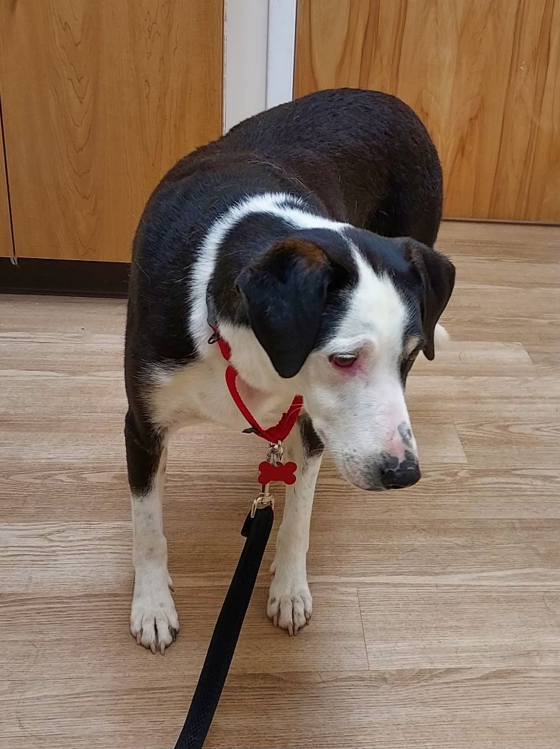 Enlarge Sally Mae, a Adoptable Border Collie in Ellijay, GA image 2/12