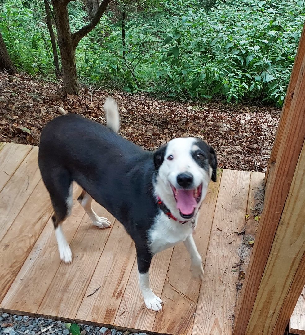 Enlarge Sally Mae, a Adoptable Border Collie in Ellijay, GA image 3/12