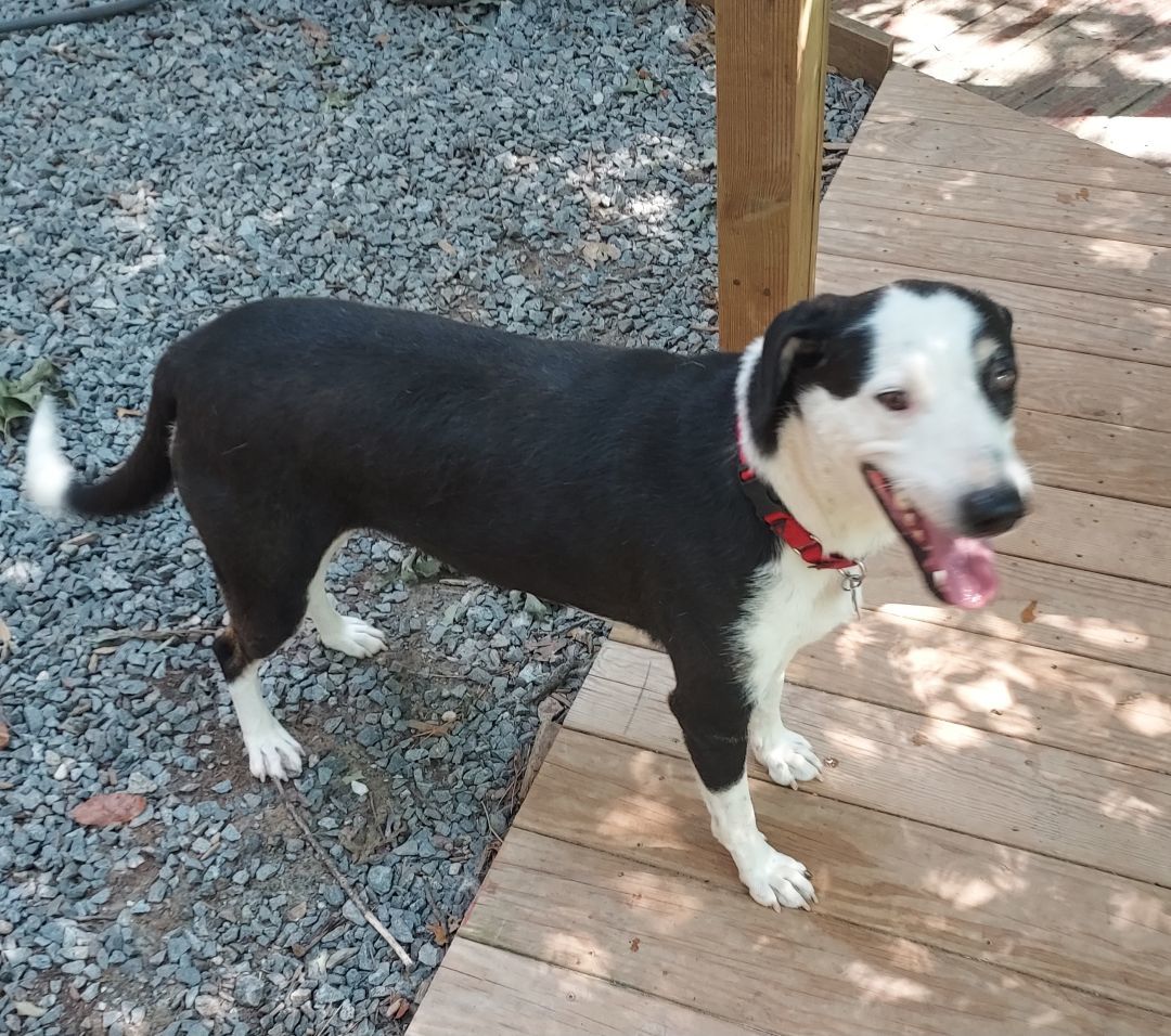 Enlarge Sally Mae, a Adoptable Border Collie in Ellijay, GA image 4/12