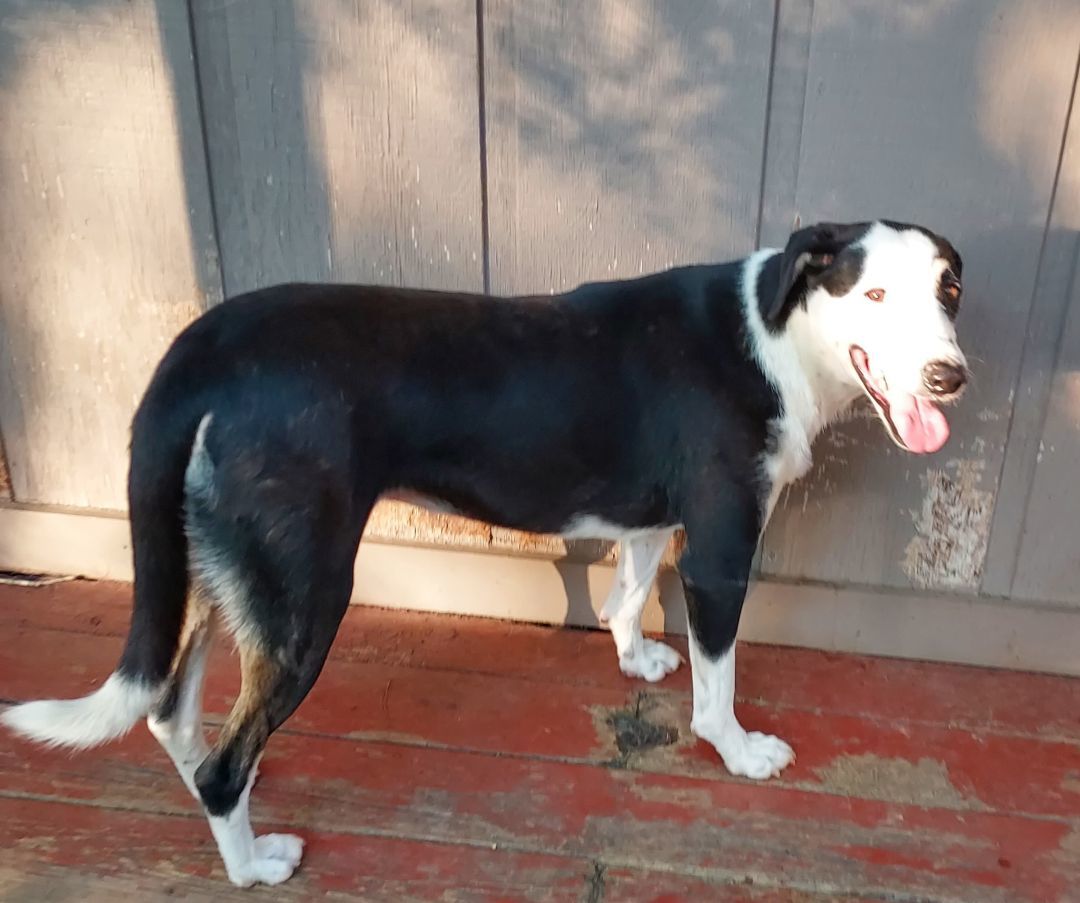 Enlarge Sally Mae, a Adoptable Border Collie in Ellijay, GA image 5/12