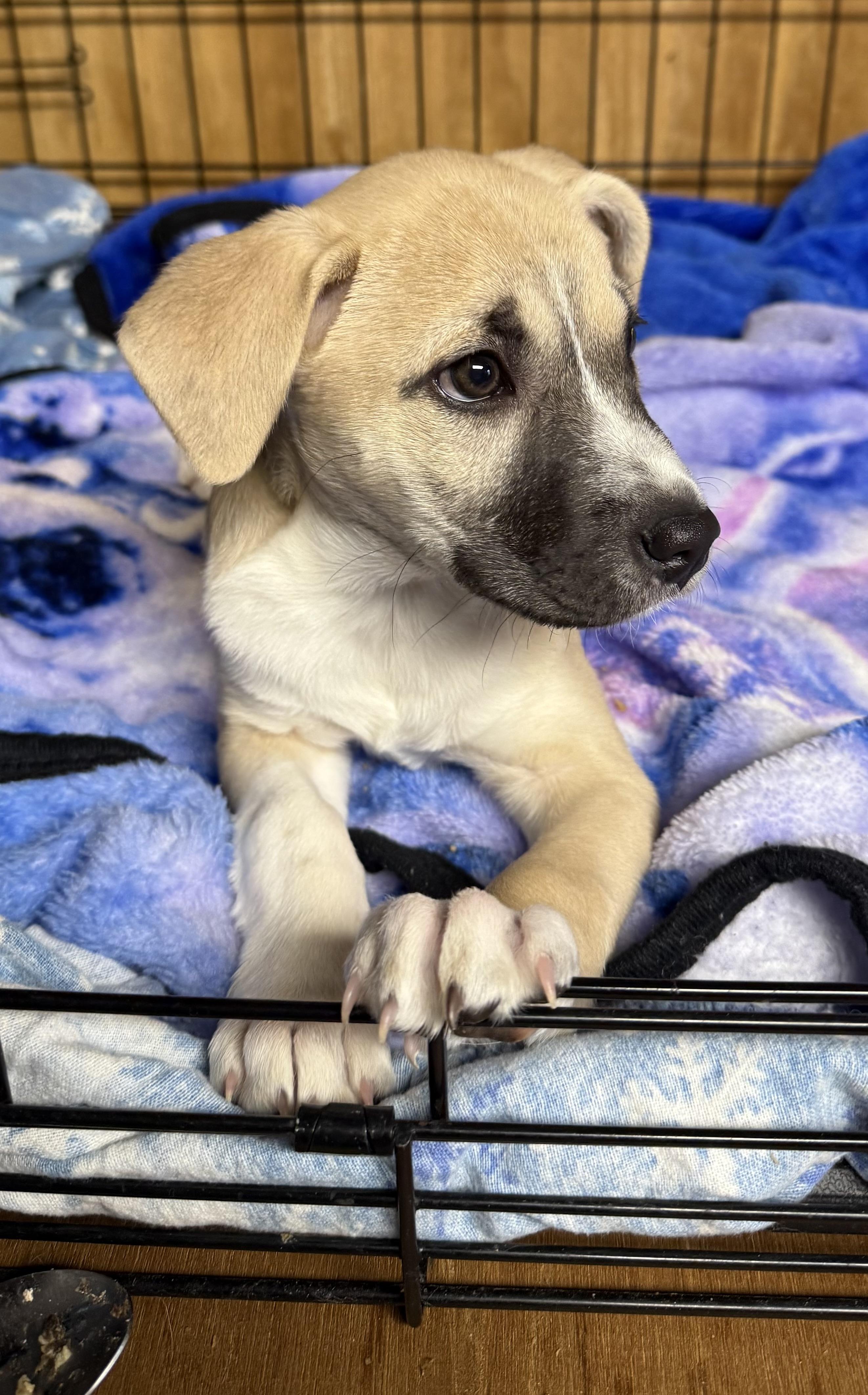 Brulee’, a ADOPTABLE mixed breed in Wanaque, NJ image 1/2