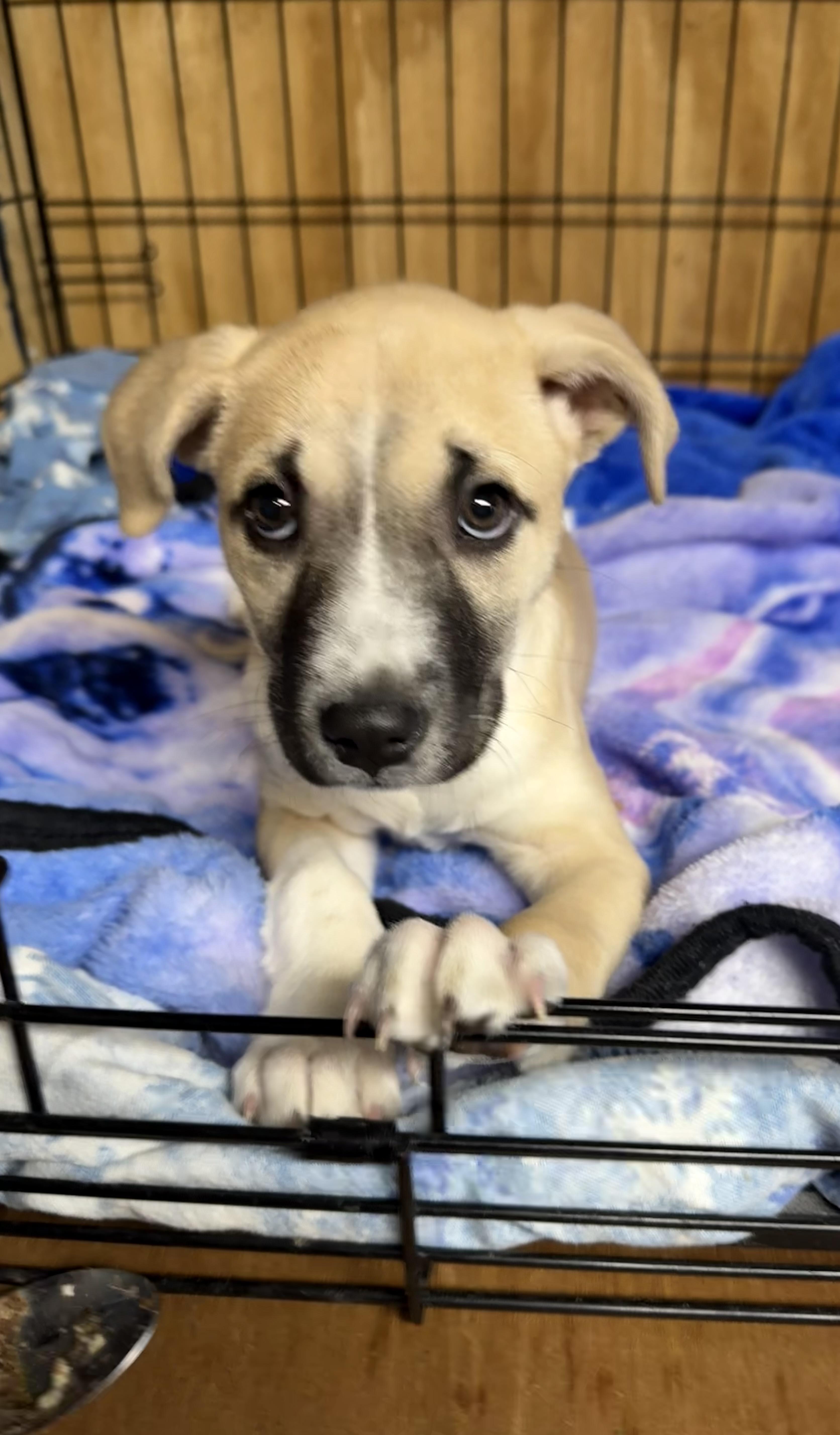 Brulee’, a ADOPTABLE mixed breed in Wanaque, NJ image 2/2