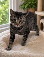 Tommy Tip Toes, adopted, Adult Male Domestic Short Hair.