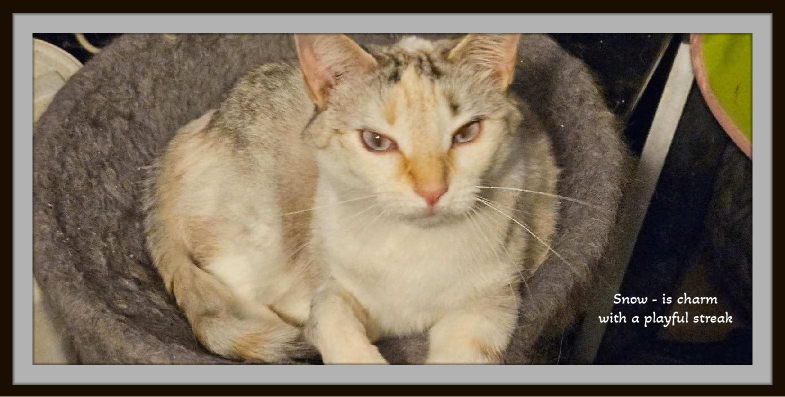 Snow - A quiet soul with a playful spark, ready to love again., adopted, Adult Female Siamese & Domestic Short Hair.