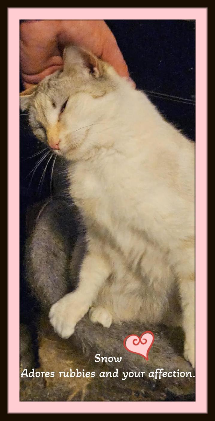 Enlarge Snow - A quiet soul with a playful spark, ready to love again., an adopted mixed breed in Winston Salem, NC image 3/3