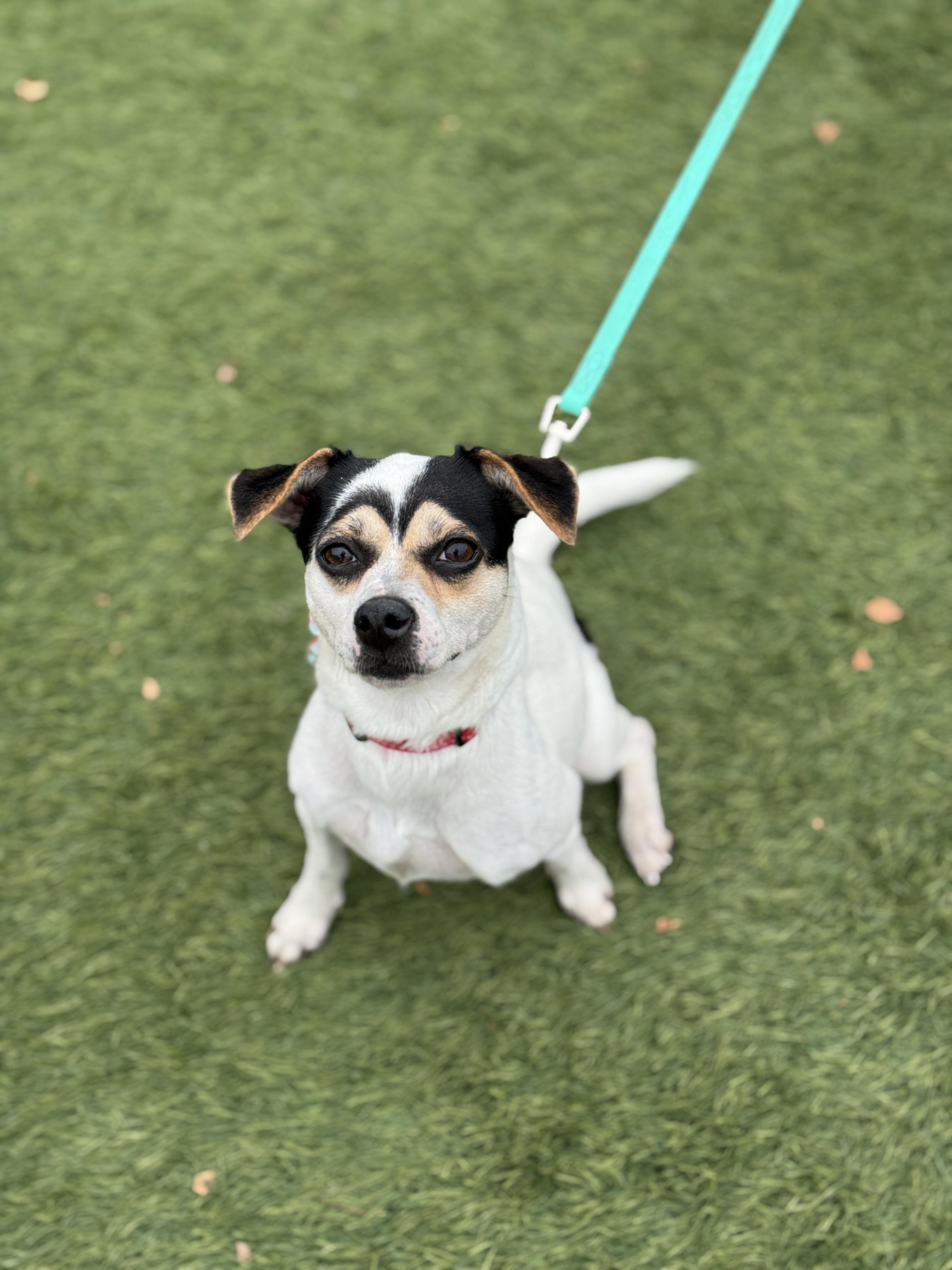 Enlarge Freda, a Adoptable mixed breed in San Francisco, CA image 1/1