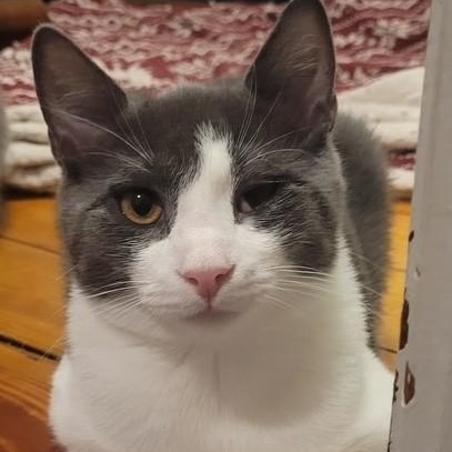Big Tuna, Adoptable, Kitten Male Domestic Short Hair.