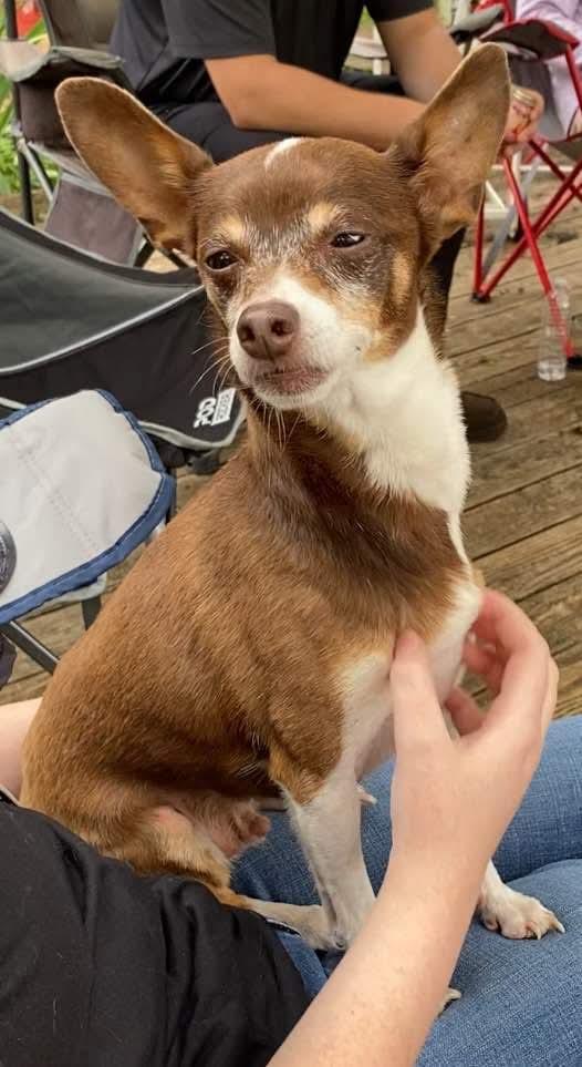 Ziggy, a Adopted Chihuahua in Ridgefield, CT image 1/3