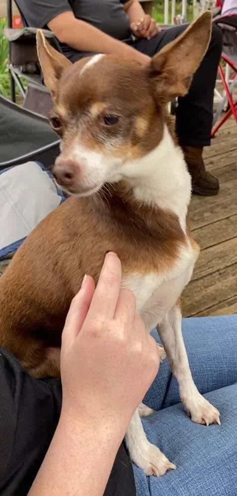 Ziggy, a Adopted Chihuahua in Ridgefield, CT image 2/3