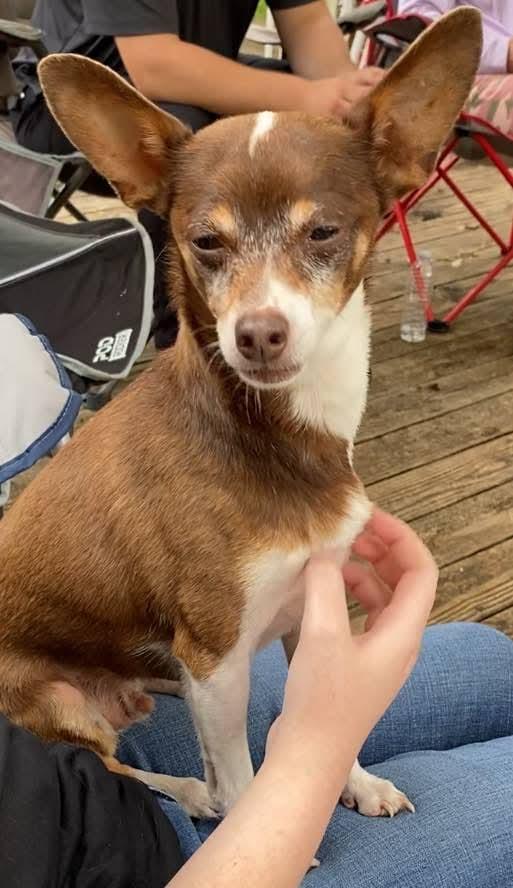 Ziggy, a Adopted Chihuahua in Ridgefield, CT image 3/3