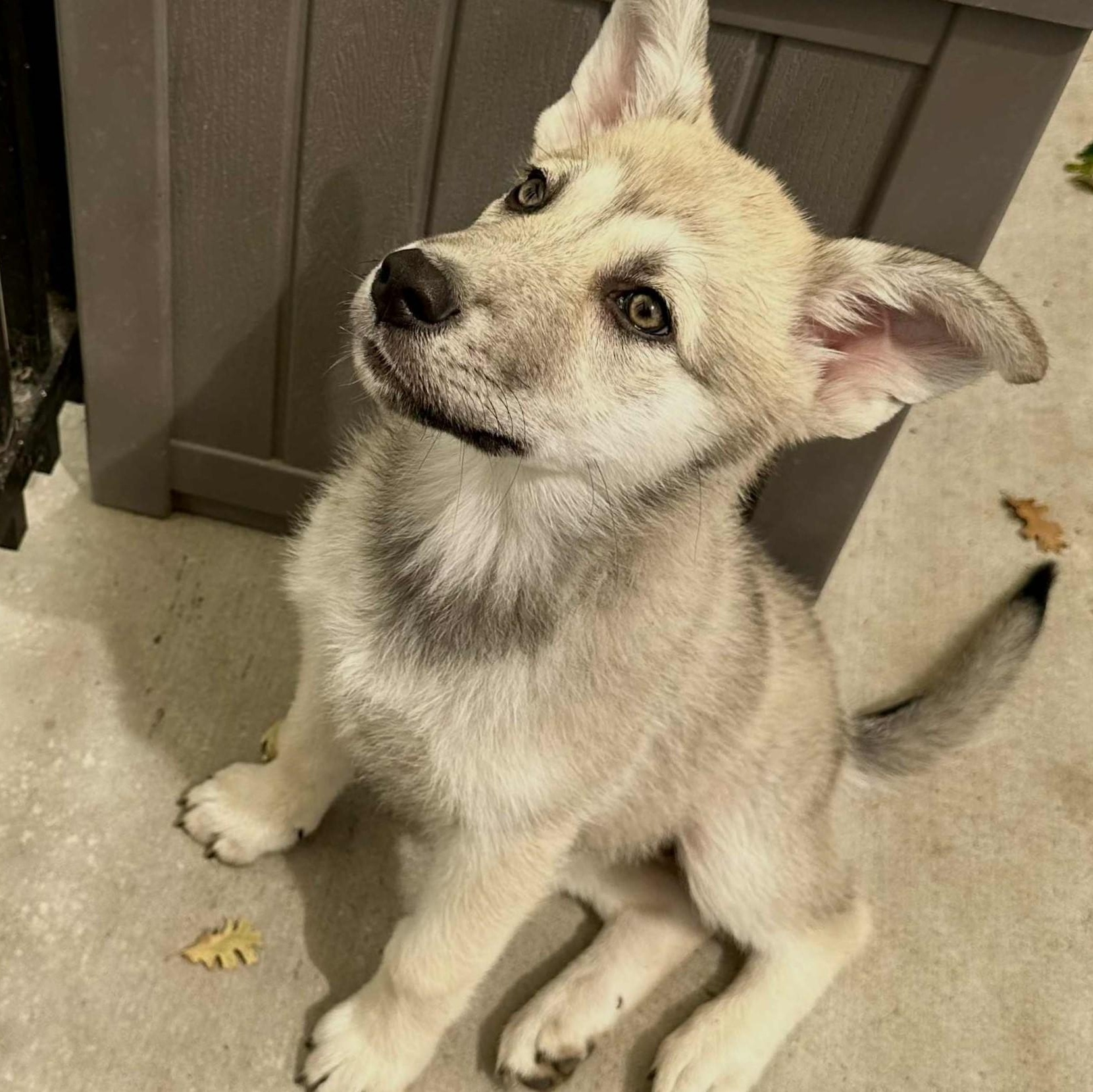 VENUS, Adopted, Puppy Female Alaskan Malamute.