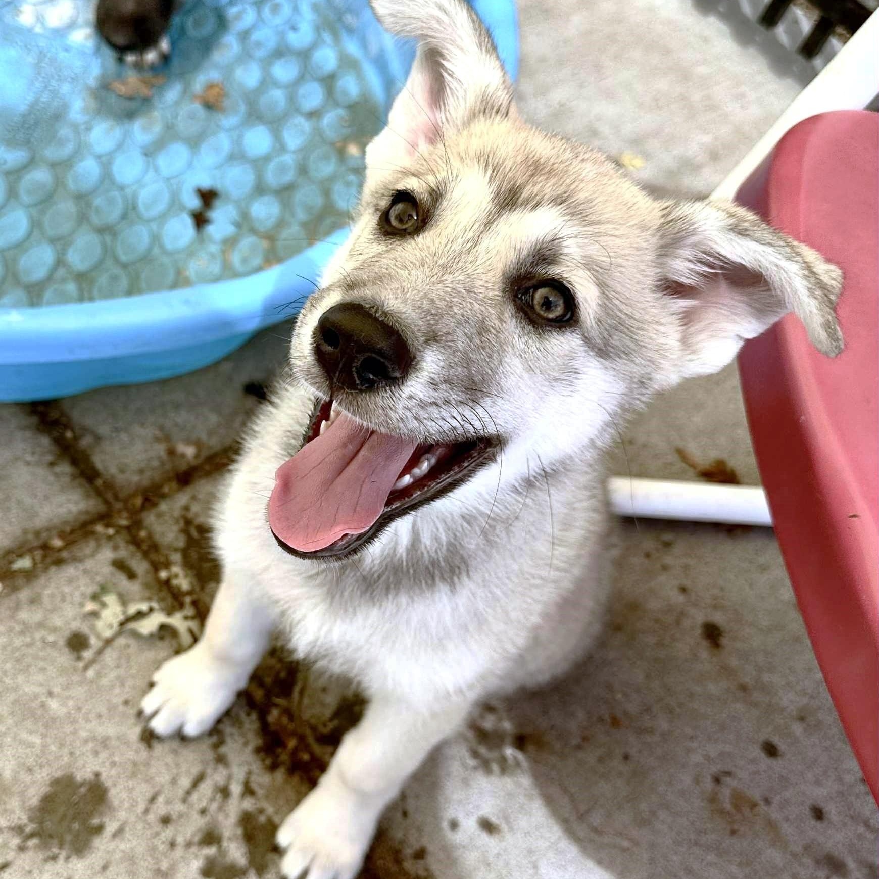 VENUS, a Adopted mixed breed in Ukiah, CA image 2/2