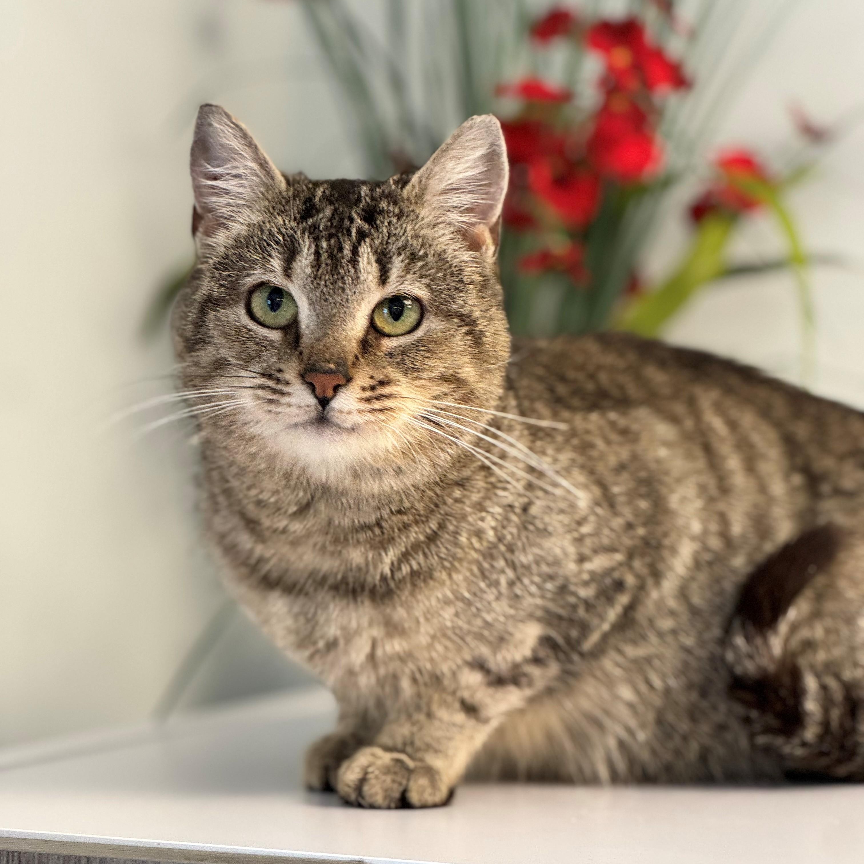 Yvette, ADOPTABLE, Adult Female Domestic Short Hair.