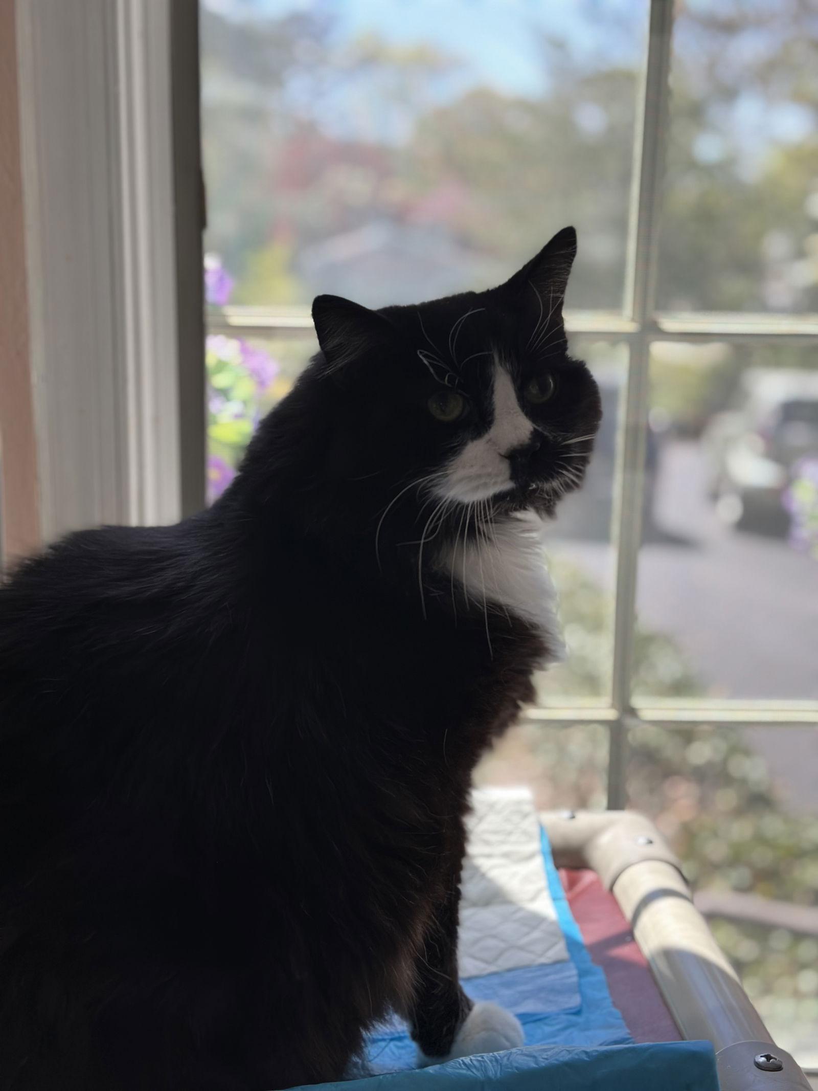 Dash, Adopted, Senior Male Domestic Medium Hair & Domestic Long Hair.