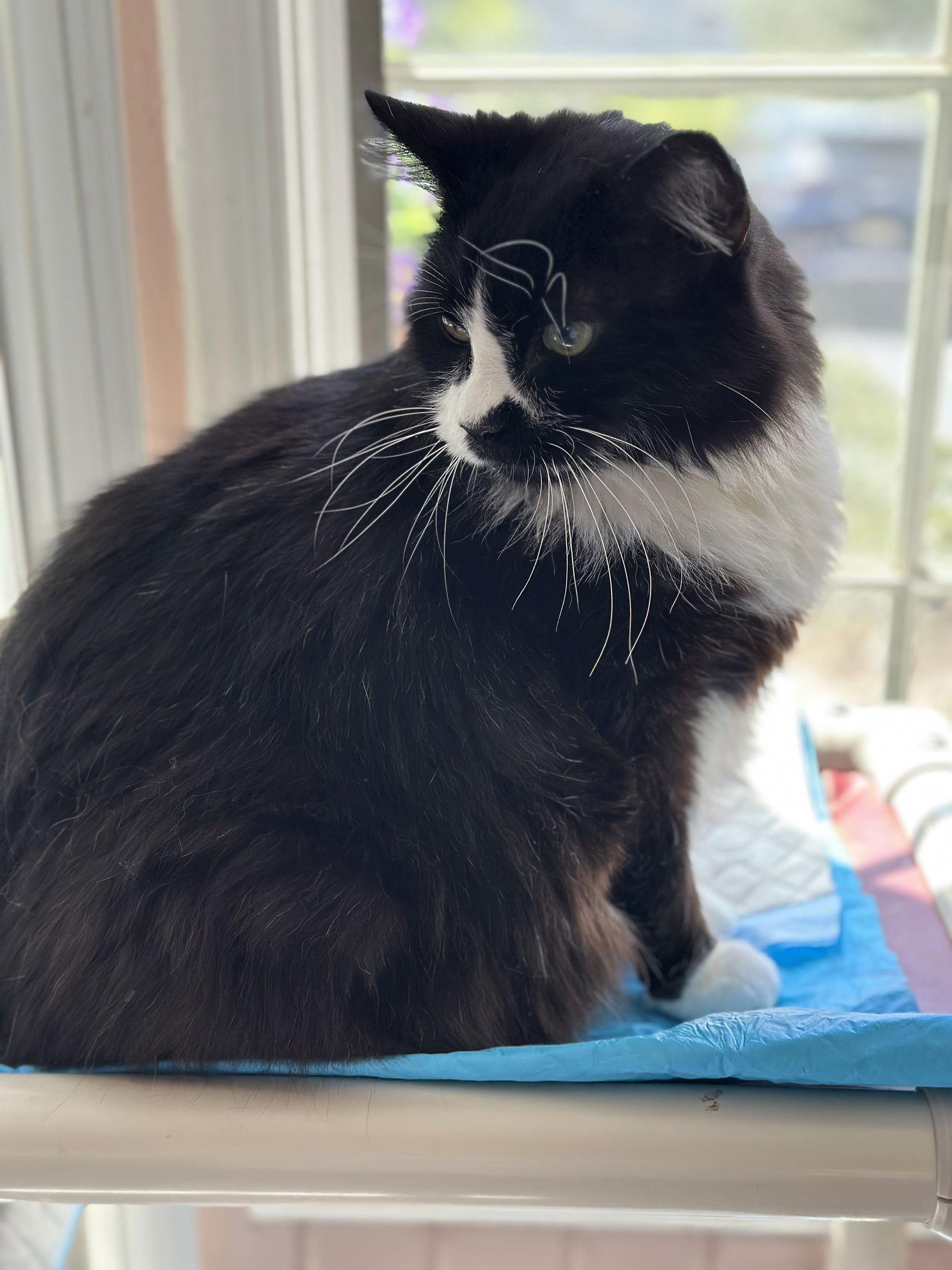 Enlarge Dash, a Adopted mixed breed in Absecon, NJ image 2/3