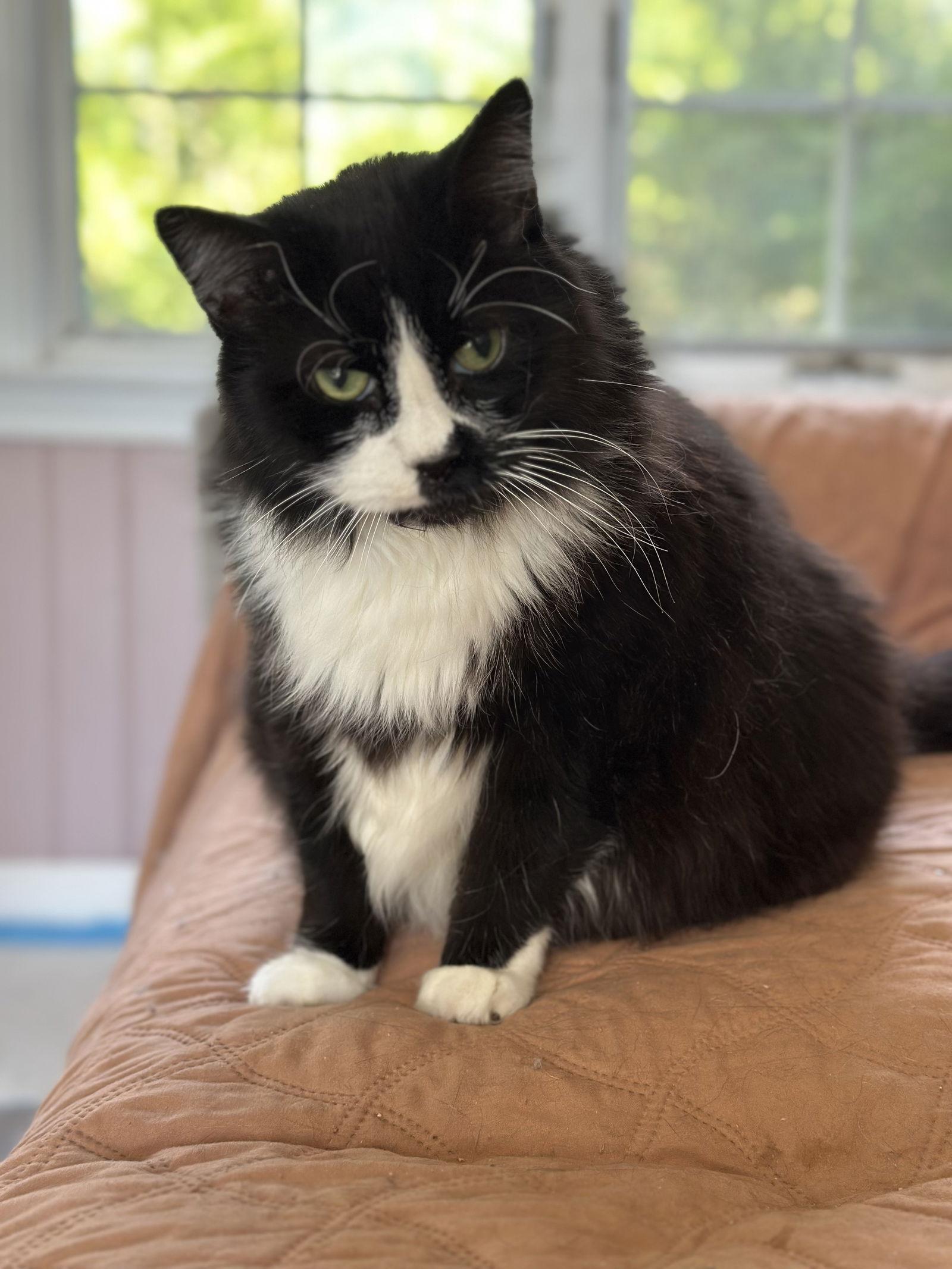 Enlarge Dash, a Adopted mixed breed in Absecon, NJ image 3/3