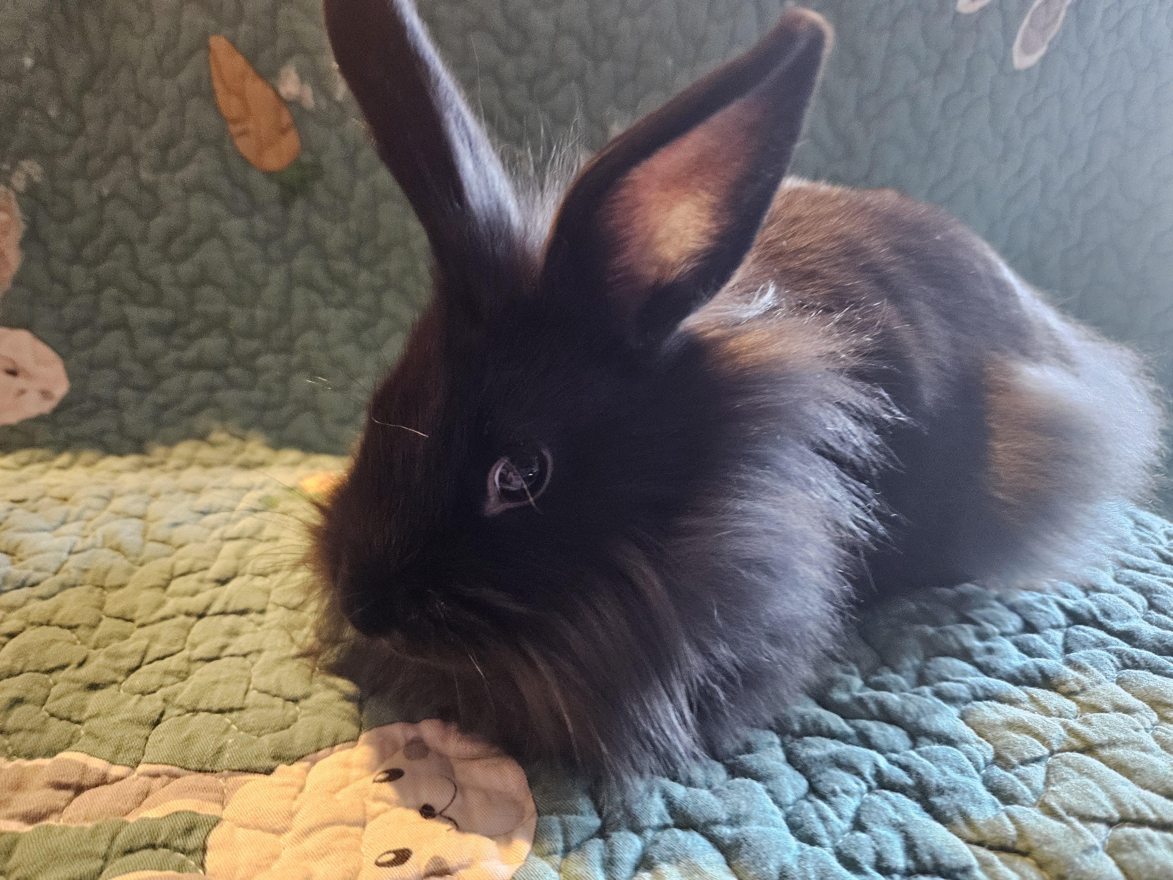 Velvet , adopted, Baby Female Lionhead & Mini Rex.