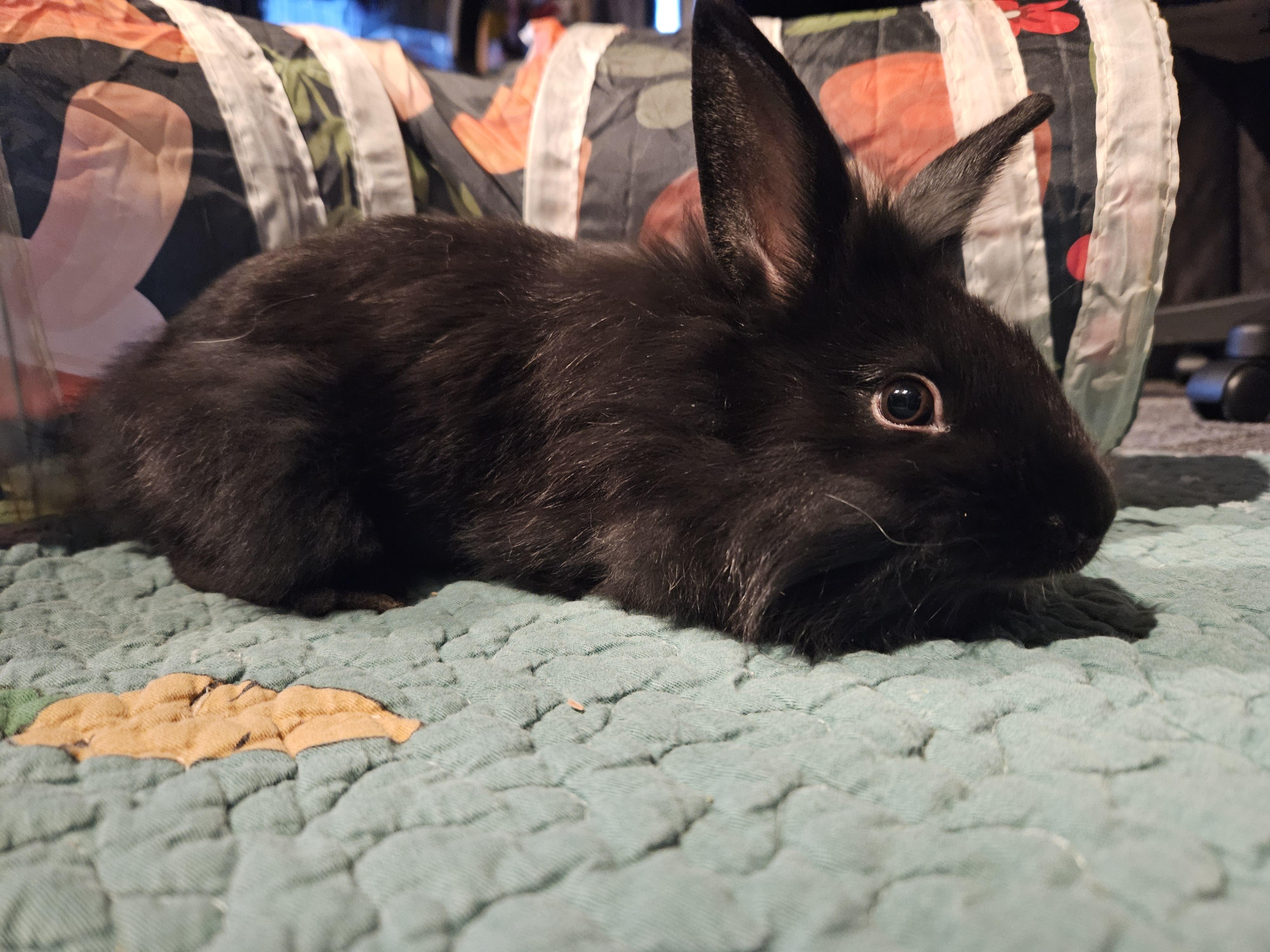 Enlarge Velvet , an adopted mixed breed in FOLEY, AL image 3/3