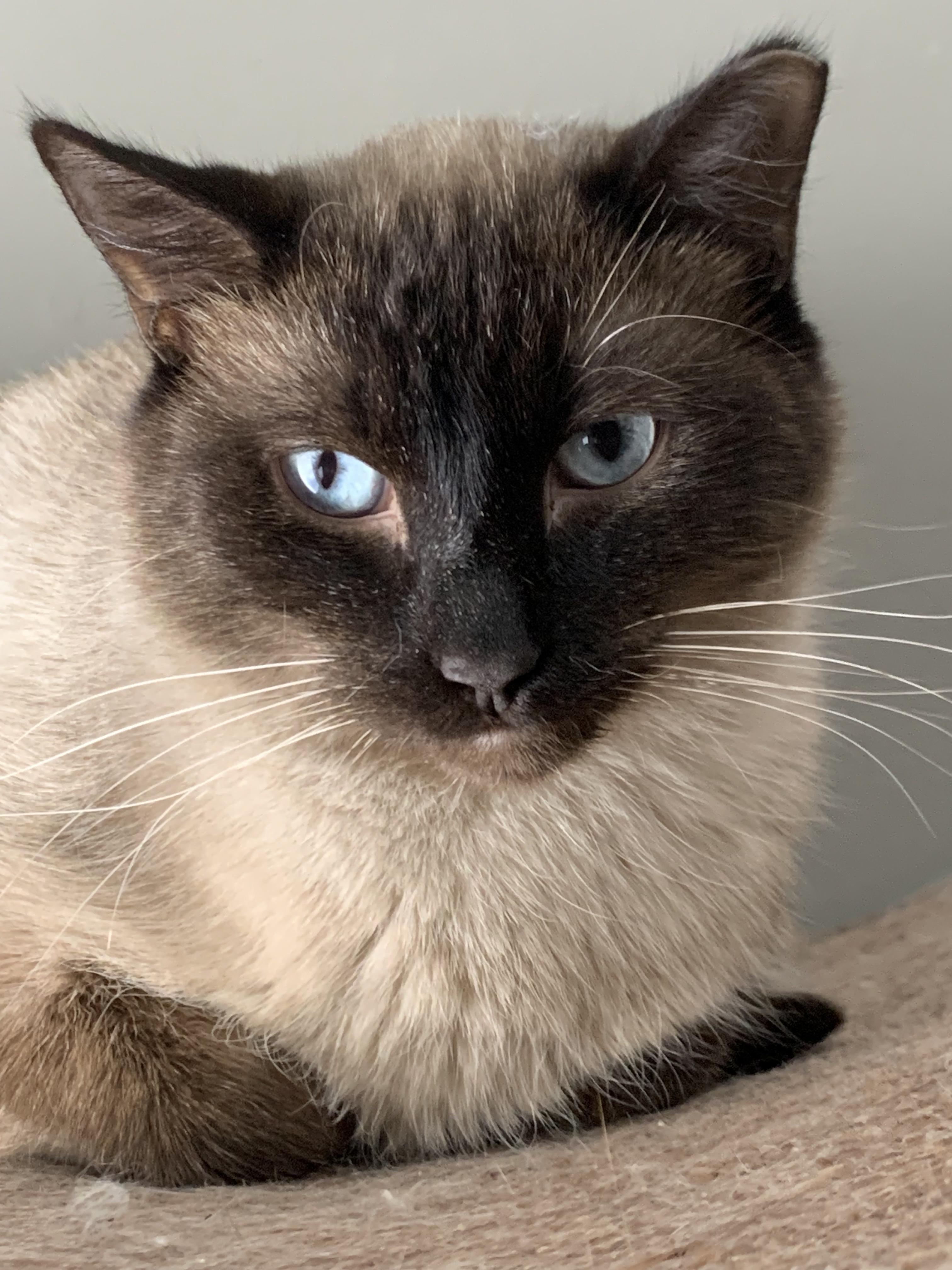 Legend, Adult Male Applehead Siamese