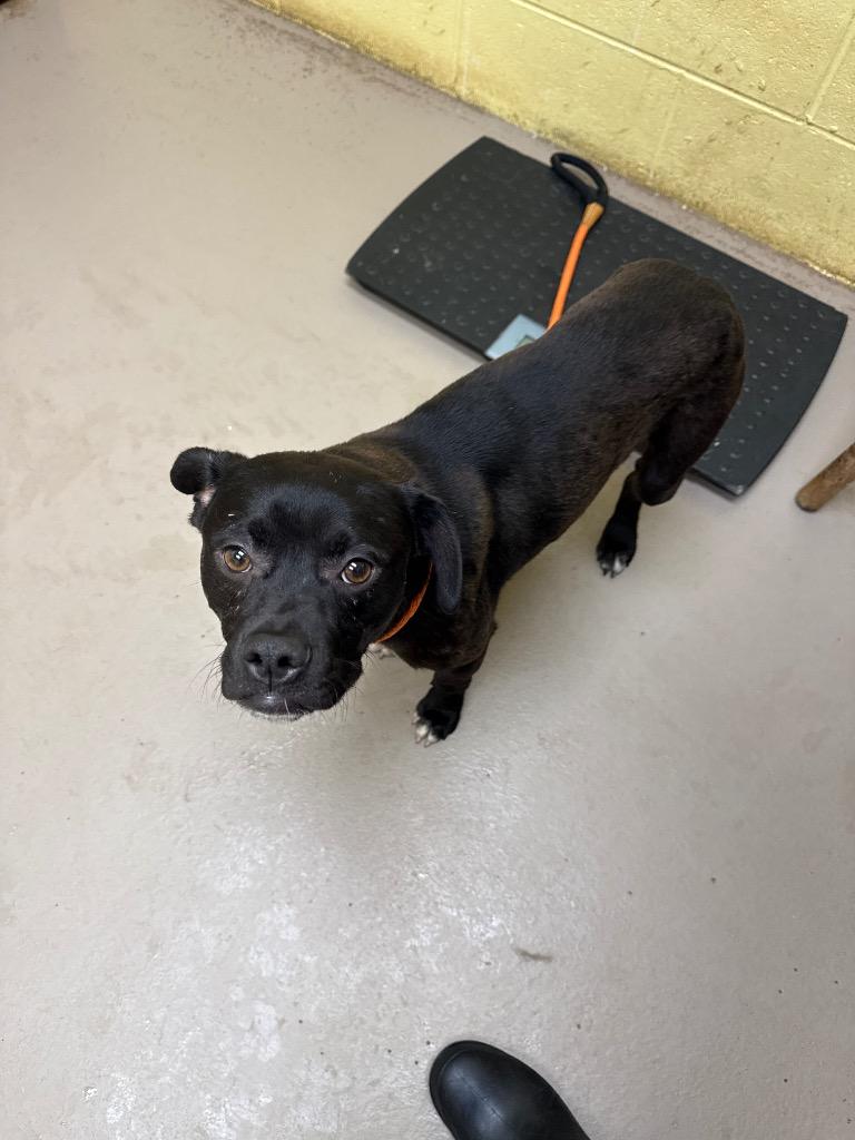 Bingo, Adoptable, Puppy Male Labrador Retriever & Boxer.