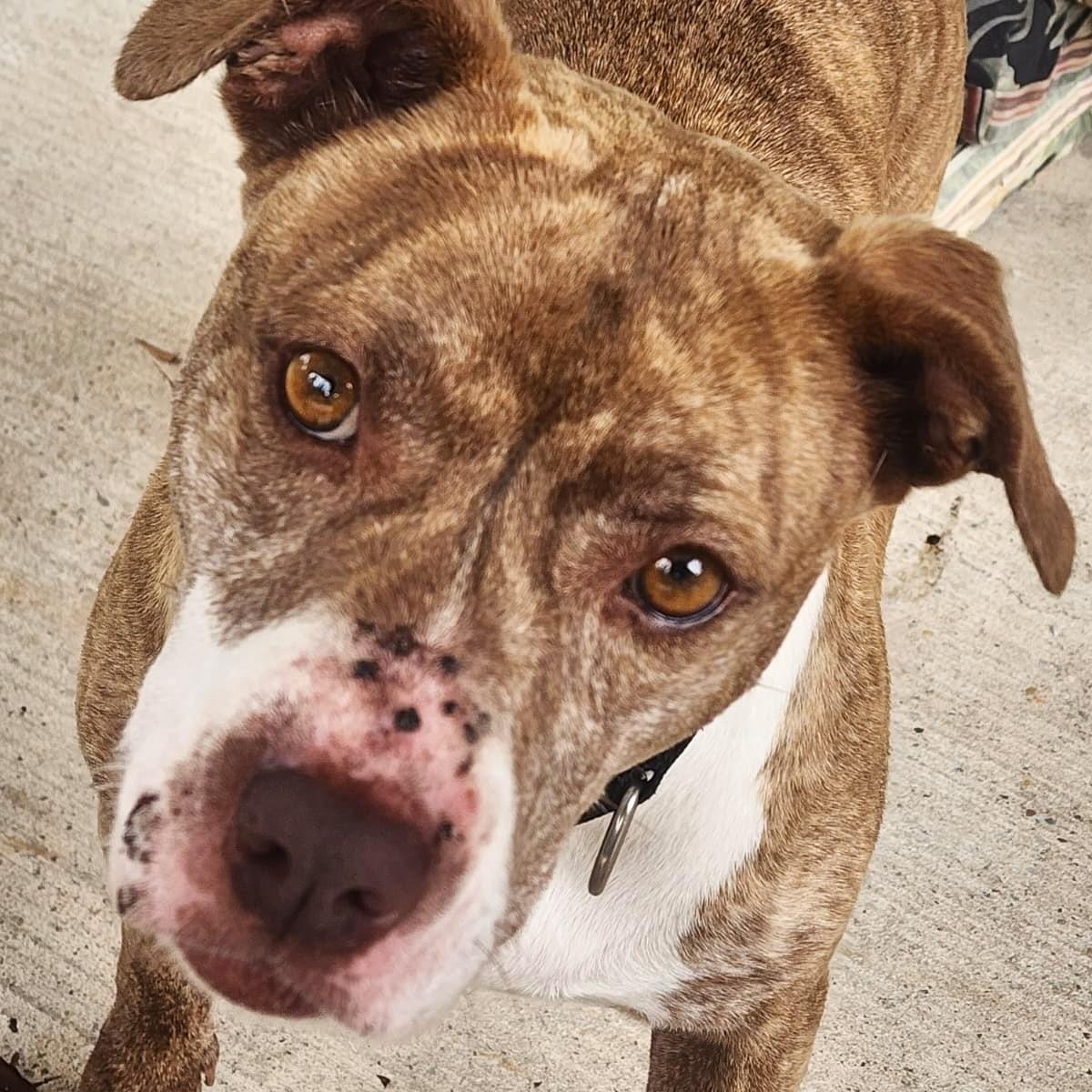 Enlarge Mia, a ADOPTABLE mixed breed in Slidell, LA image 2/5