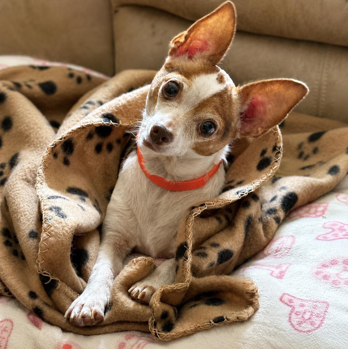 Enlarge Ozzy, a Adoptable Chihuahua in Central Islip, NY image 2/6