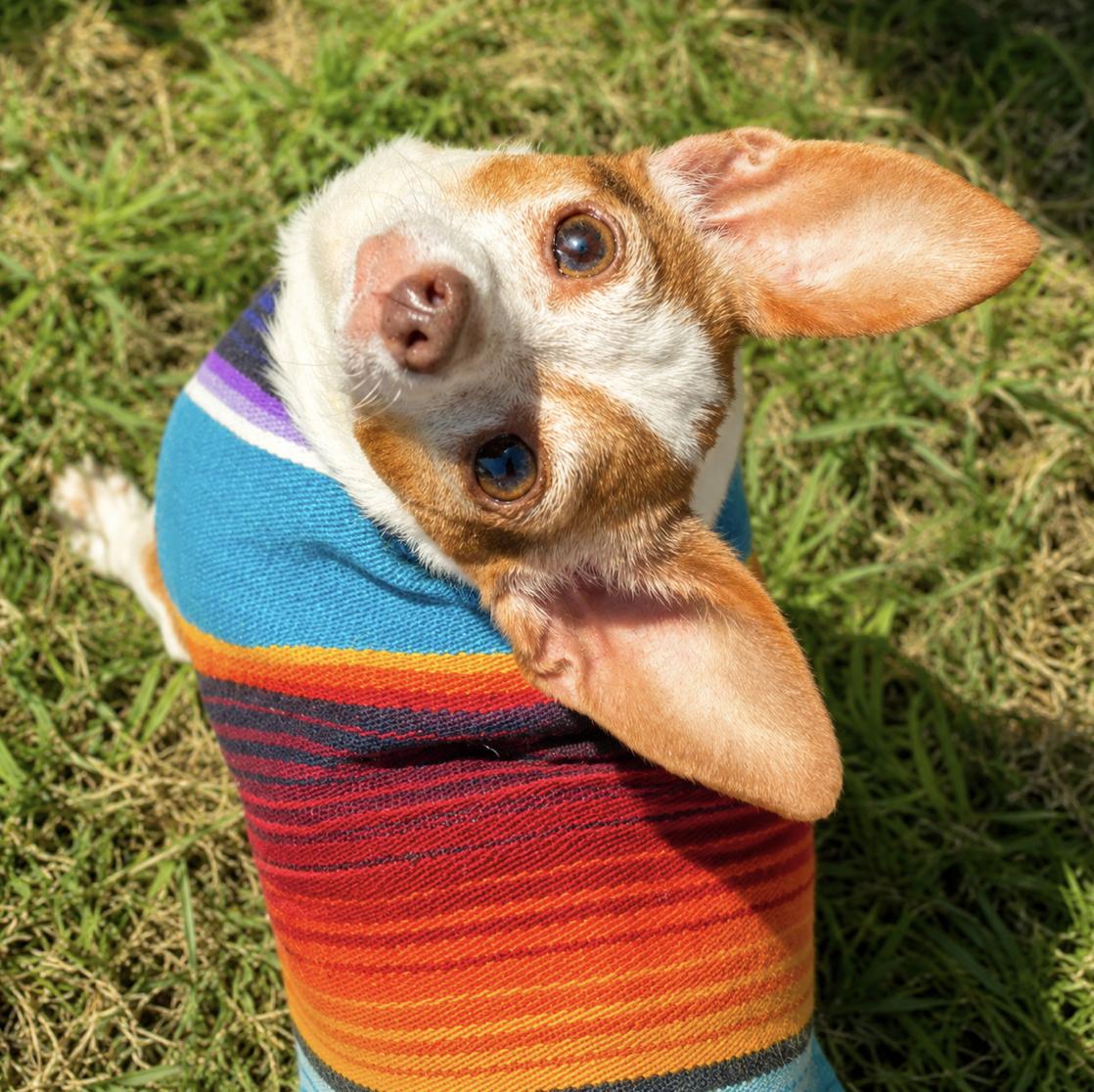 Enlarge Ozzy, a Adoptable Chihuahua in Central Islip, NY image 5/6