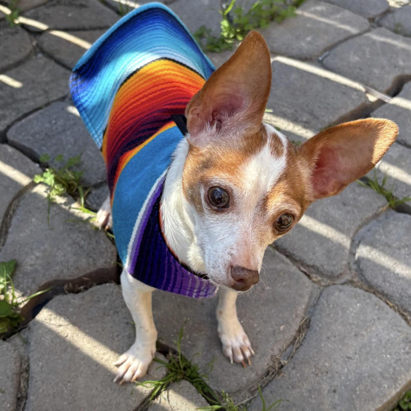 Enlarge Ozzy, a Adoptable Chihuahua in Central Islip, NY image 1/6