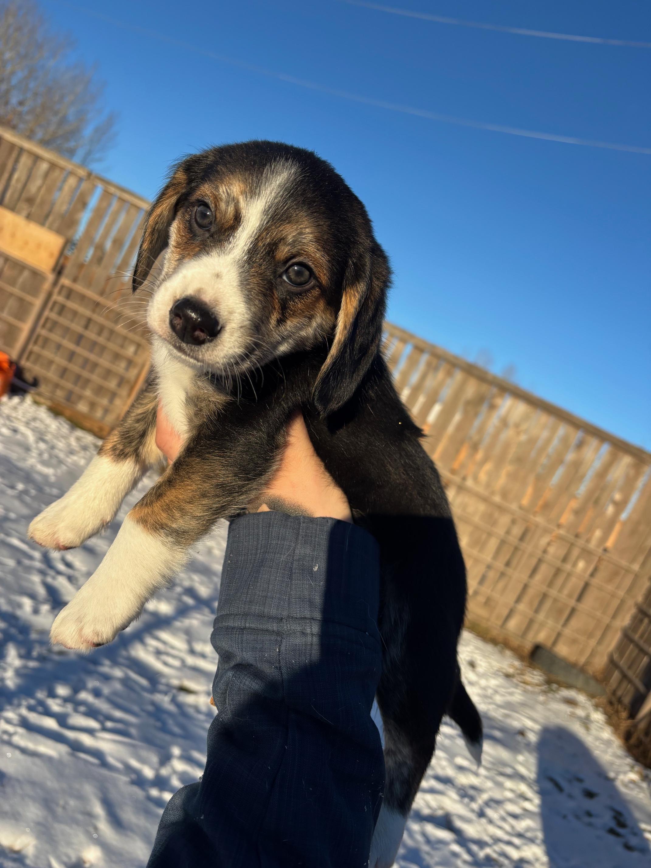 Enlarge Nesoi, a Adopted mixed breed in Crossfield, AB image 1/3