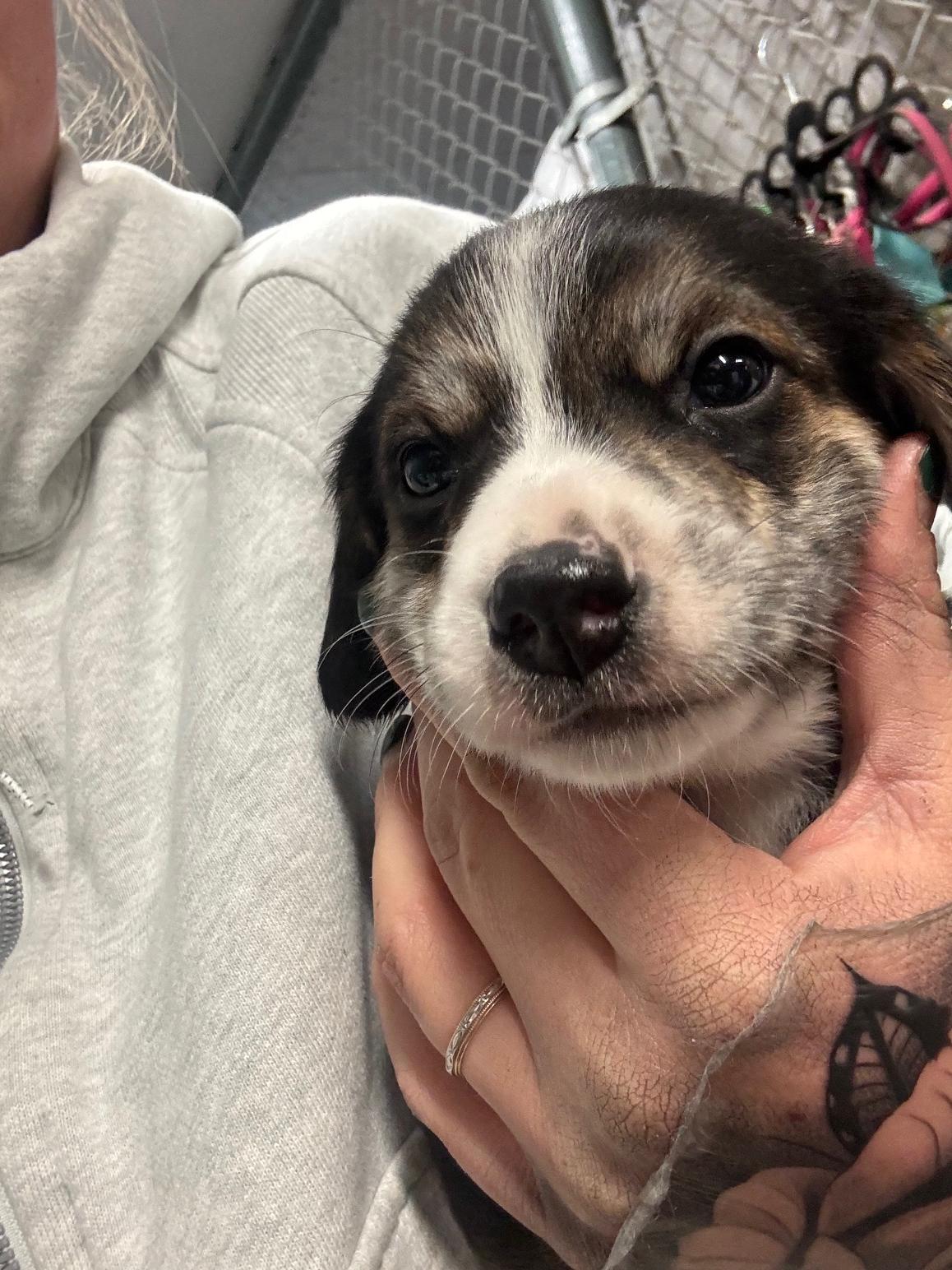 Enlarge Nesoi, a Adopted mixed breed in Crossfield, AB image 2/3