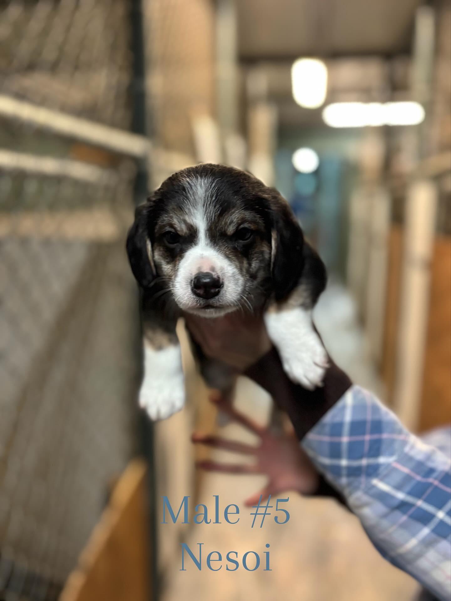 Enlarge Nesoi, a Adopted mixed breed in Crossfield, AB image 3/3