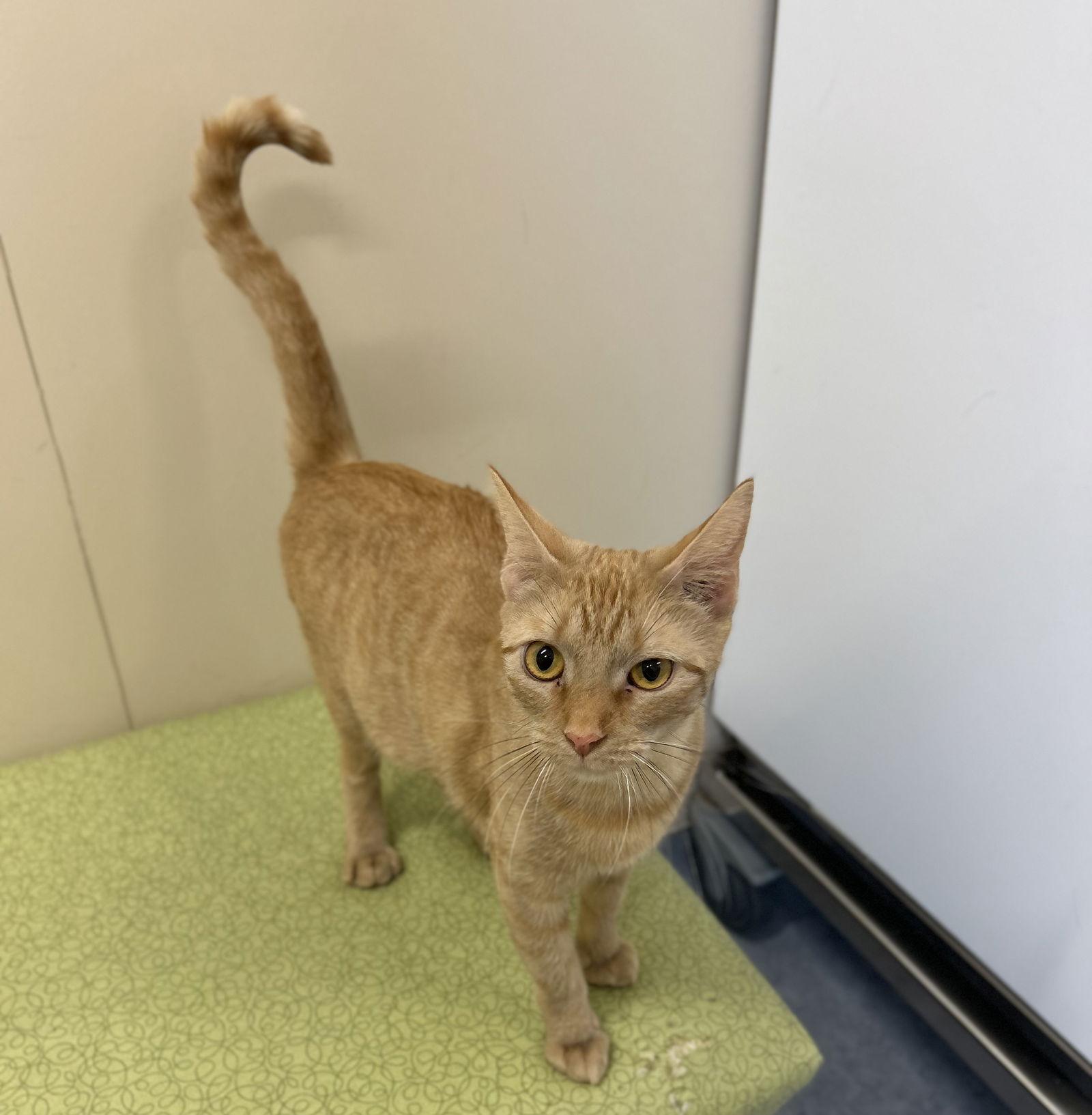 Izzy, Adopted, Adult Female Domestic Short Hair.