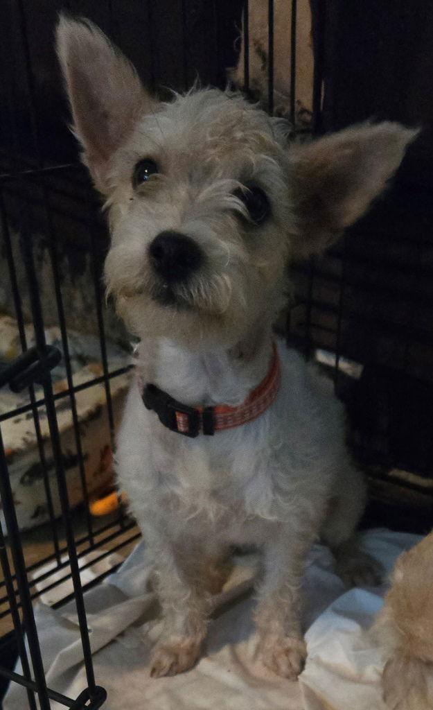 Enlarge Fifi, a Adoptable mixed breed in San Antonio, TX image 1/3