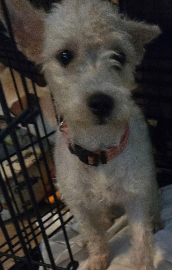 Enlarge Fifi, a Adoptable mixed breed in San Antonio, TX image 2/3