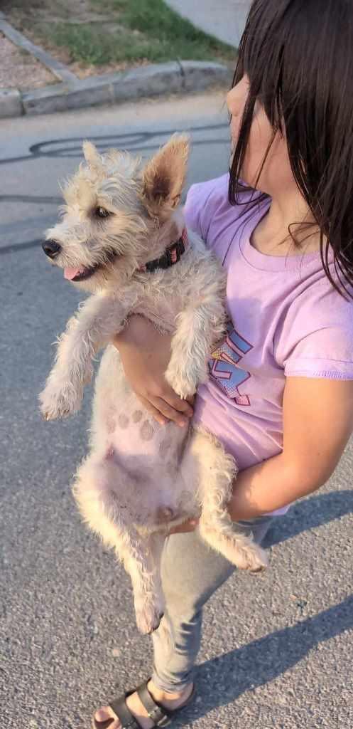 Enlarge Fifi, a Adoptable mixed breed in San Antonio, TX image 3/3