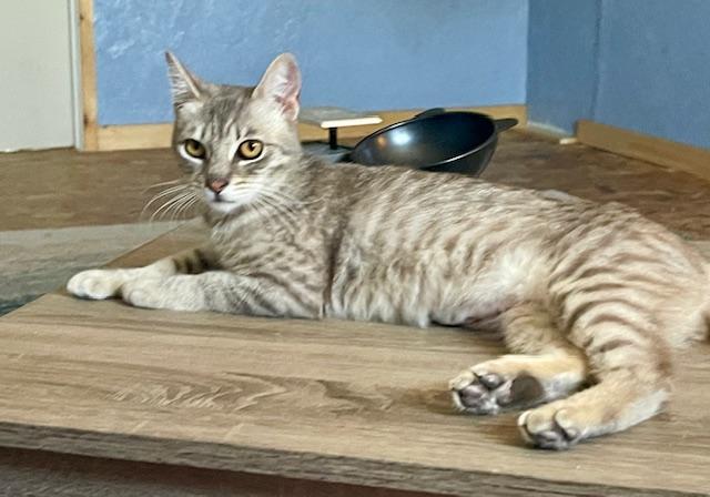 Enlarge Fiona, an adopted Tabby in Springfield, OR image 1/4