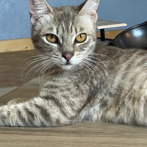 Enlarge Fiona, an adopted Tabby in Springfield, OR image 3/4