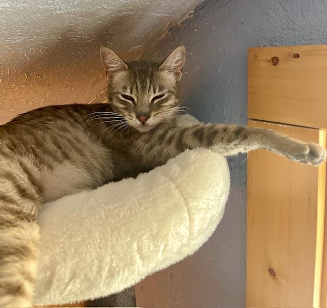 Fiona, Adoptable, Young Female Tabby.